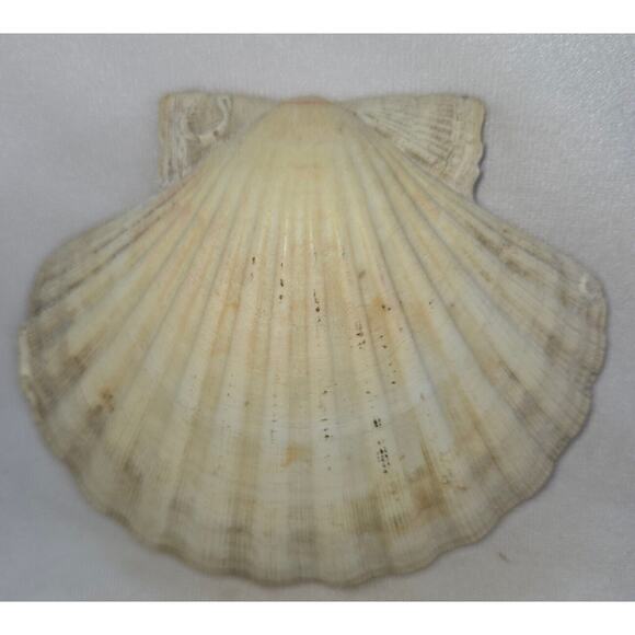 Seashell Lot 50 Mollusk Scallop Conch Clam Rock Snail 1" to 6" Crafts Collector - Picture 12 of 14